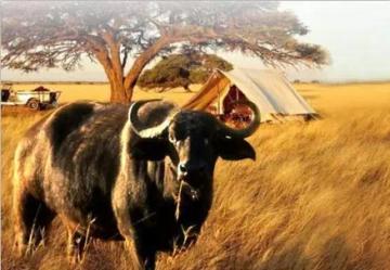 阿布顿纯手工牛皮男鞋,引领潮流