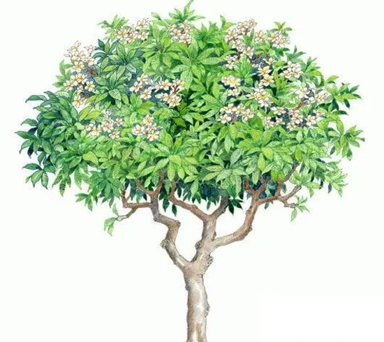 夏天穿衣有讲究 小马嘟嘟让你潮起来！