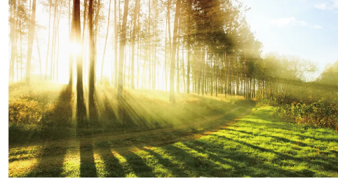 米乐熊Milor丨寻找久违的自然